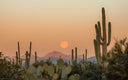 Uptown Saguaro