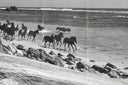 Wild Horses