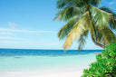 THE PALM